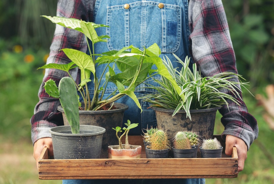 Plantenbakken voor in de tuin: Design versus Functionaliteit